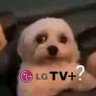 lika's profile picture