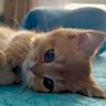 Profilbild von SleepyBebeKat