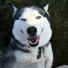Picco di Blu's profile picture