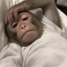 BANANAWILD 🍌's profile picture