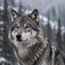 LoneWolf's profile picture