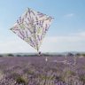 A Paper Kite's profile picture