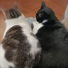 El que cuida Gatos.'s profile picture
