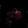 𓂆 جـسـد بـلا روح 🥀 的头像