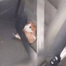 Wooble 🦔's profile picture