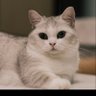 cat profil fotoğrafı