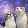石和阿木夫(節子構文スキー)'s profile picture