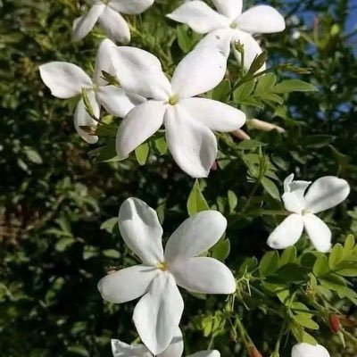 بنت الأصايل's profile picture