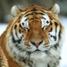 Фото профиля SIBERIAN|TIGER