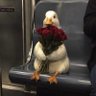 Zee🦆 的头像
