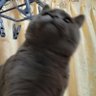 ブルーセージシャーマン's profile picture