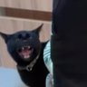 pai da selina kyle 的头像