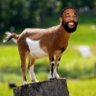 Bic Mitchem's profile picture