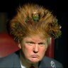 TRUMP IS A DERANGED IDIOT!! 的头像