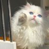 あやか 的头像
