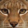 Profilbild von Oeil De Lynx