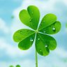 Profilbild von ☘️