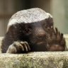 Volodesi's profile picture