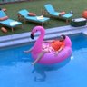 Profilbild von Devens Pink Flamingo 🦩🐝🇨🇺