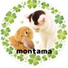 mie(もんすけ🐰&たまお🐱)'s profile picture