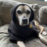 ape's profile picture