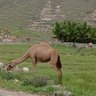بو يحيى 的头像
