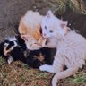 caree profil fotoğrafı