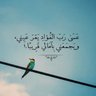 Фото профиля محمد