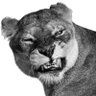 vinayak's profile picture