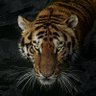 Xiaoyu | AI & Tech profil fotoğrafı