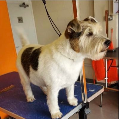 Mr Trebus aka Treebs 🐶 🌈's profile picture