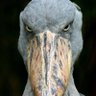heito profil fotoğrafı