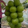 Фото профиля 大阪ぶどう