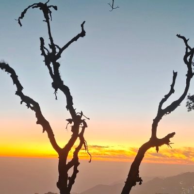 Neha Chaudhary's profile picture