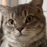 Profilbild von Bibūshu