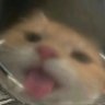 Profilbild von Li