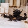 B. Bullish 的头像