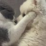 Rachel❤️🐶🐱 的头像