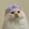 Фото профиля ^ˊo̴̶̷̤ ̫ o̴̶̷̤ˋ^