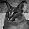 Profilbild von Big Floppa Groyper