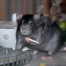 Bloodbear's profile picture