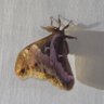 Moth'd By Lamplight 的头像