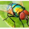 La mosca en la pared 的头像