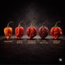 Фото профиля HotSauce🌶️