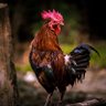 Κόκορας 🐓 profil fotoğrafı