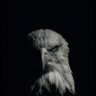 Profilbild von Frank Swiss
