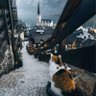 Фото профиля 捕鲸资本crypto