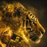 💫💛🖤 ⚡'s profile picture