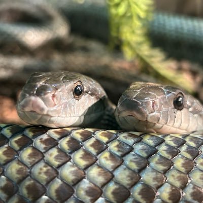 nami🐍's profile picture