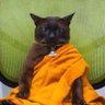 Фото профиля gatinha manhosa